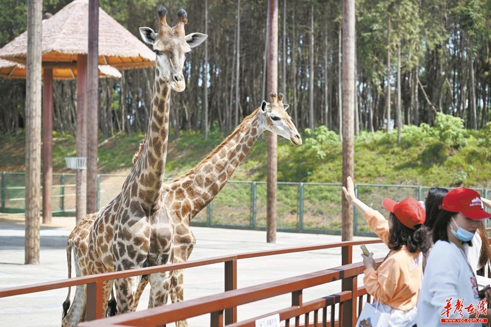 漢壽動物園最新動態,學習之旅中的變化與成就感的源泉