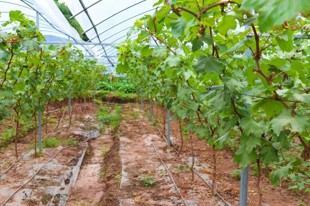 簡陽市江源鎮(zhèn)未來藍圖展望,最新規(guī)劃與未來發(fā)展