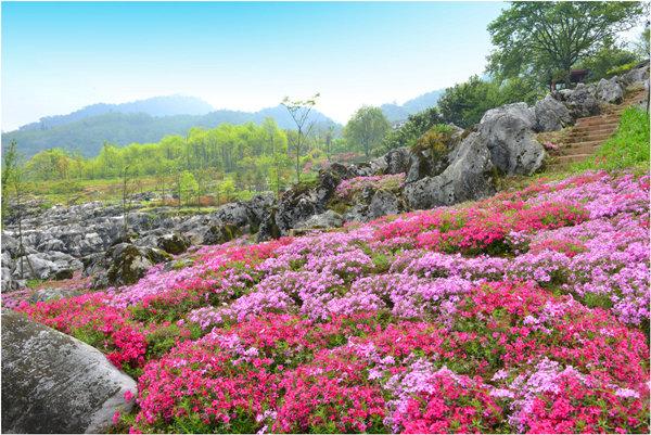 四川敖平川芎最新價格概覽,最新價格信息一覽無余