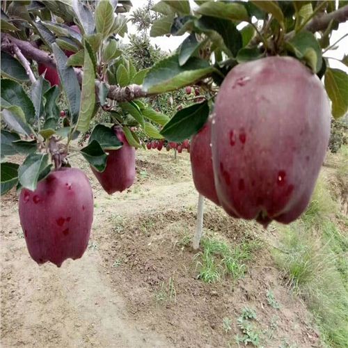 紅寶石甜蘋果最新動態,科技前沿的甜蜜之旅揭秘