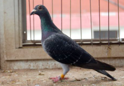 最新羅漢說鴿119期視頻,揭秘小巷中的隱藏美食天堂