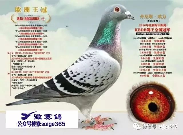 最新羅漢說(shuō)鴿119期視頻,揭秘小巷中的隱藏美食天堂