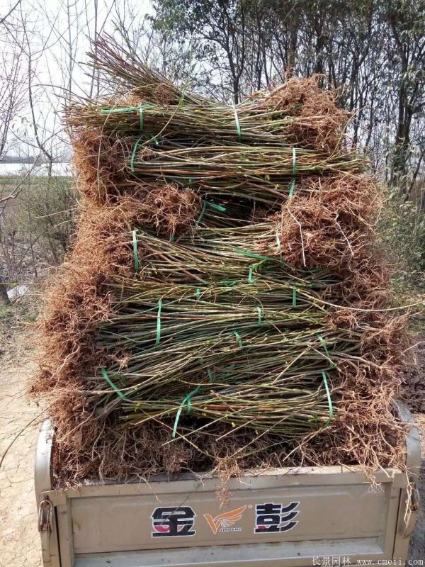 連翹最新收購價格及獲取步驟指南