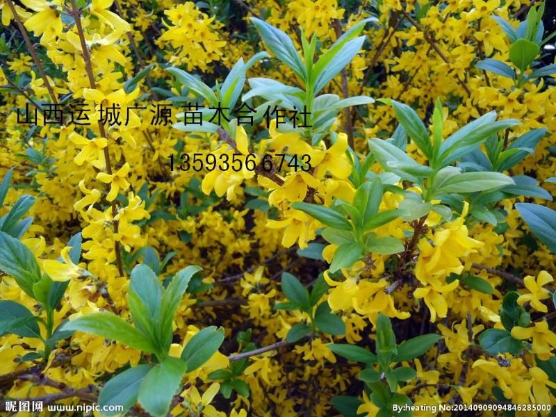 連翹最新收購價格及獲取步驟指南