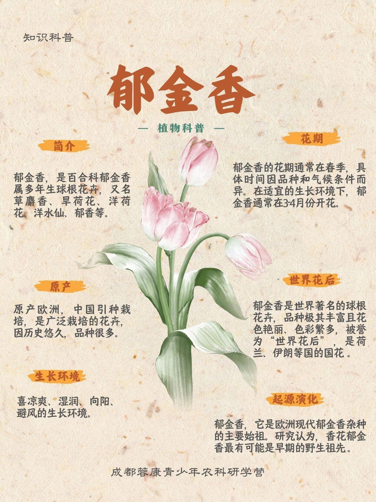 我的郁金香女友最新章節(jié),情感與成長(zhǎng)的交織旅程