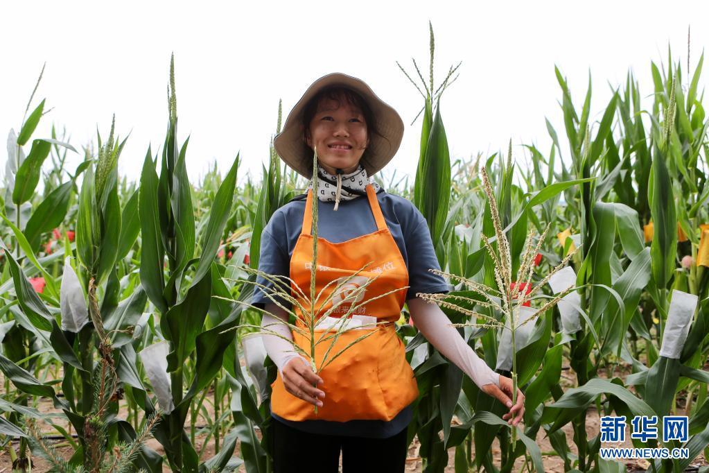 ??四平玉米最新價格行情播報??