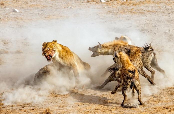 叢林大作戰2最新版，友情冒險之旅開啟！