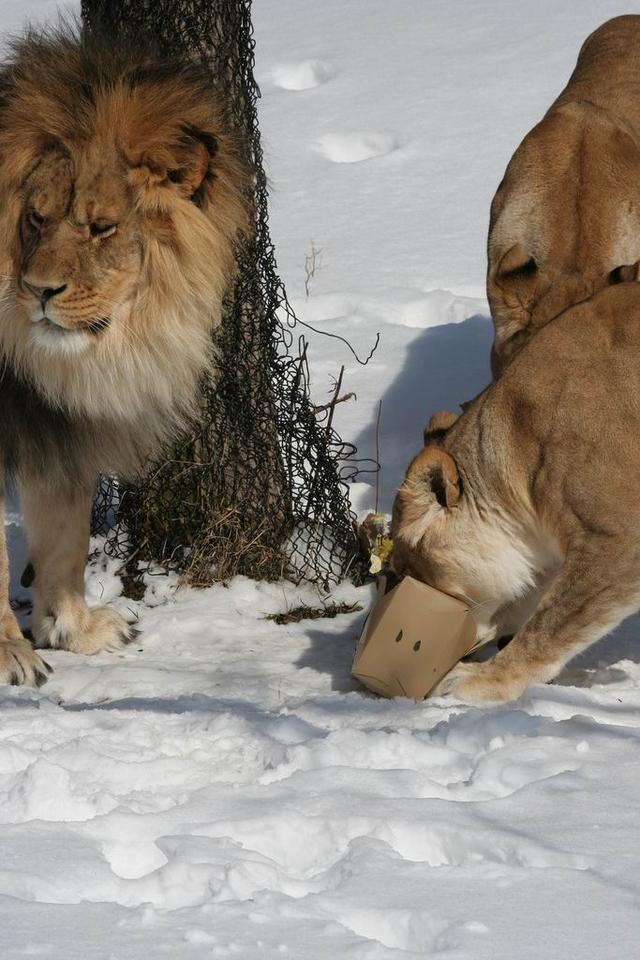 叢林大作戰2最新版,友情冒險之旅開啟!