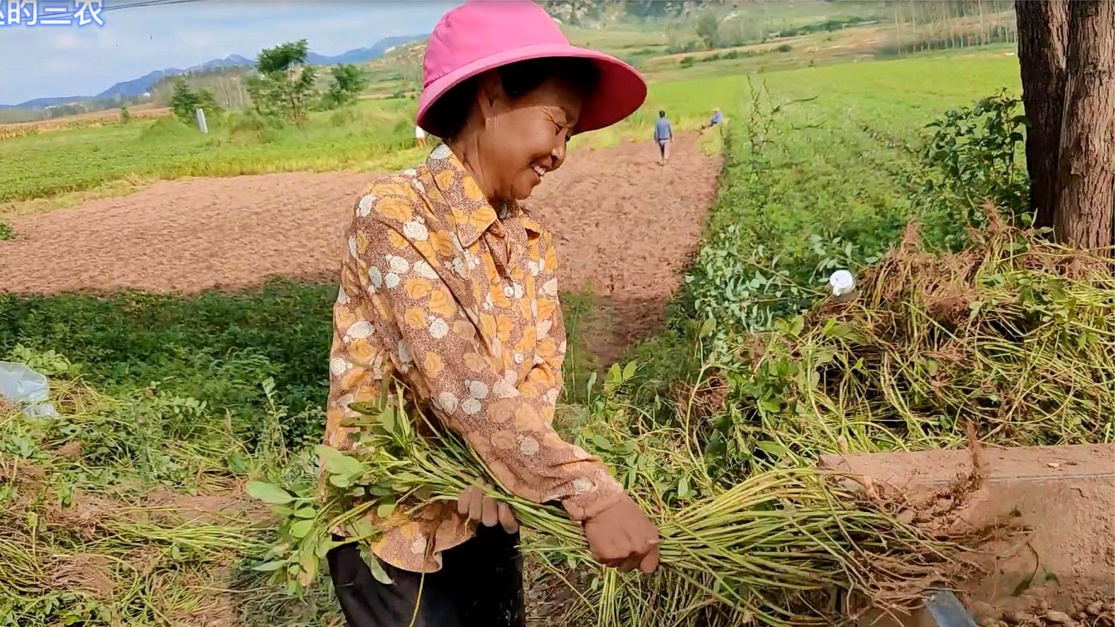 南陽新花生米價格更新