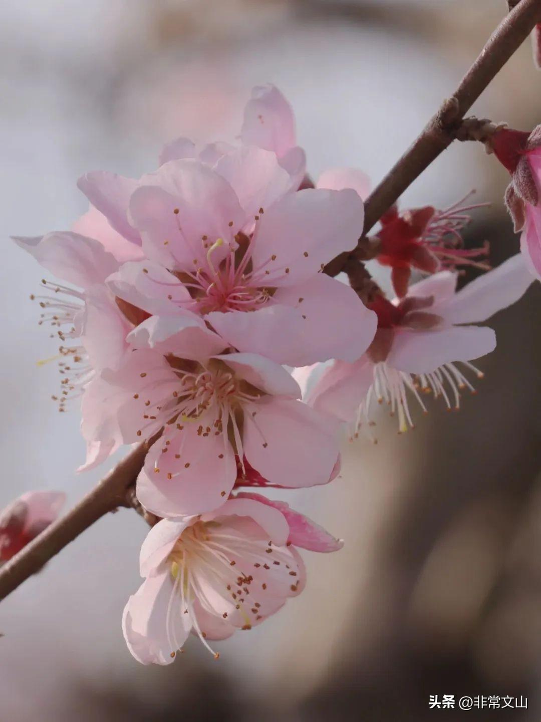 文山馬塘花莊最新開發,學習之旅的蛻變與自信成就之源
