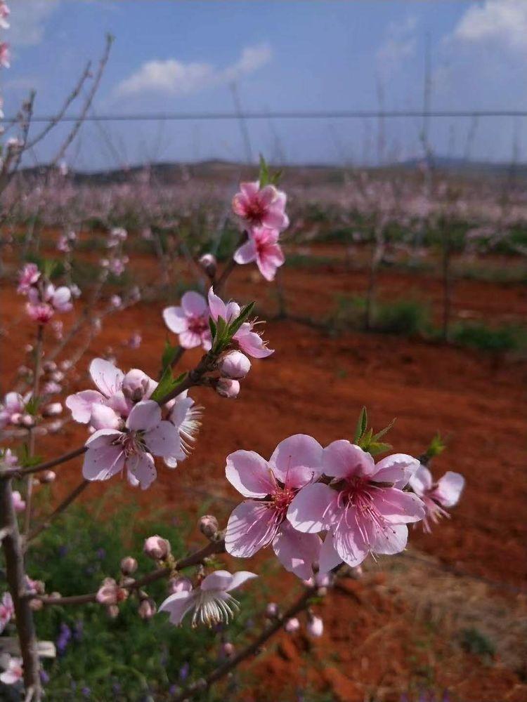 文山馬塘花莊最新開發,學習之旅的蛻變與自信成就之源